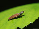 Click Beetle on Bramble Leaf  London  UK