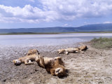 African Lions  Sleeping  Tanzania