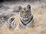 Bengal Tiger  Young Female Lying in Soft Grass  Madhya Pradesh  India