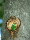 Black-Browed Barbet at Nest Site  Zoo Animal