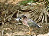 Green Heron  Swallowing Big Fish  USA