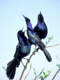 Boat-Tailed Grackle  Displaying Males  USA