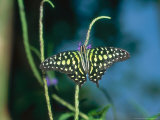 Tailed Jay  Aviary Animal