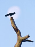 Boat-Tailed Grackle  Singing Before Moonset  USA