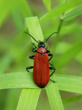 Cardinal Beetle on Grass  Middlesex  UK