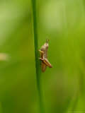 Meadow Grasshopper  Crawling up Grass Stem  Middlesex  UK