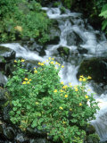 Mountain Monkey Flower  Oregon  USA