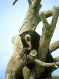 Malayan Sun Bear  Yawning  Zoo Animal