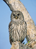 Barred Owl  Perched  Florida  USA
