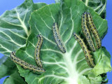 Cabbage White Butterfly  Caterpillars