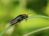 Soldier Beetle on Grass Stem  London  UK