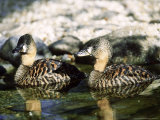 White-Backed Duck  Pair  Zoo Animals
