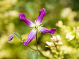 Clematis X Triternata Rubromarginata Growing Over Lonicera Nitida Baggesens Gold