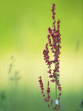 Common Sorrel (Dock)  Pink Dock Flower Against Green Backdrop  Middlesex  UK