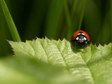 7-Spot Ladybird  Crawling on Edge of Stinging Nettle Leaf  Middlesex  UK
