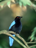 Fairy Bluebird  Male  Zoo Animal