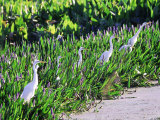 Great Egret  Hunting from Pickerelweed  USA