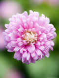 Aster Comet Formula Mix  Callistephus Chinensis