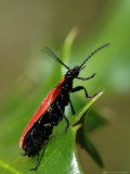 Cardinal Beetle on Holly Leaf  Middlesex  UK