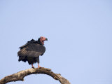 King Vulture  Profile of King Vulture Perched on Bare Tree Branch  Madhya Pradesh  India