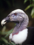 Andean Condor  Female Portrait  Zoo Animal