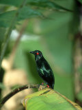 Metallic Starling  Zoo Animal