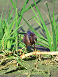 Green Heron  Hunting  USA