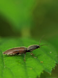 Click Beetle on Bramble Leaf  London  UK