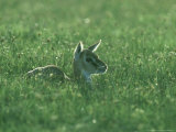 Thomsons Gazelle  Fawn  Tanzania