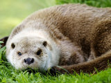 Otter  Close up of Female Otter in Grass  Earsham  UK