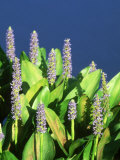 Pickerelweed  Florida  USA