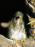 Green Heron  Nestling  Florida  USA