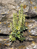 Navelwort  Growing on Wall  UK