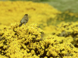 Falkland Thrush  Turdus Falcklandii