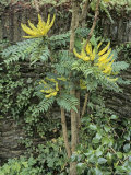 Chinese Hollygrape  Mahonia Lomariifolia