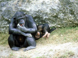 Chimpanzee  Mother & Baby  Zoo Animal