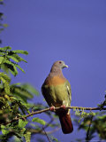 Pink-Necked Green Pigeon  Zoo Animal