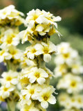 Sisyrinchium Striatum Aunt May