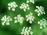 Cow Parsley  Umbel  UK