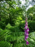 Foxglove  Ruislip Woods National Nature Reserve  UK