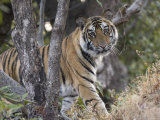 Bengal Tiger  Young Male Approaching from Around a Small Tree  Madhya Pradesh  India