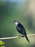 Metallic Starling  Zoo Animal