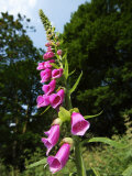 Foxglove  Ruislip Woods National Nature Reserve  UK