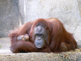 Bornean Orangutan  Mum and 2 Month Old Baby  Zoo Animal