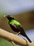 Emerald Starling  Leaf in Bill  Zoo Animal