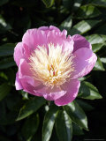 Paeonia Bowl of Beauty