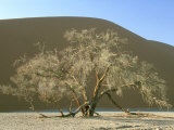 Camelthorn Acacia  Namib-Naukluft Park  Namibia