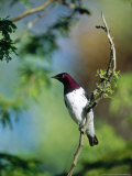 Amethyst Starling  Zoo Animal
