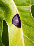 Leaf Spot on Fatsia Japonica