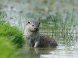 European Otter  Standing in Shallows  Sussex  UK